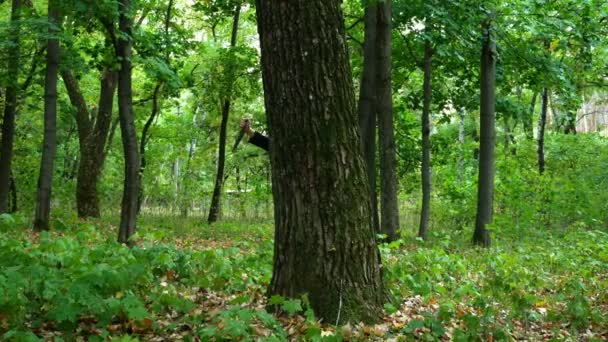 Kürbiskopf Taucht Mit Messer Wald Hinter Einem Baum Auf — Stockvideo