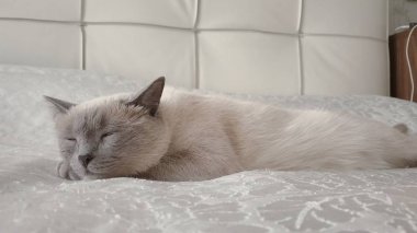 Siyam kedi, zarif, mavi gözlü 