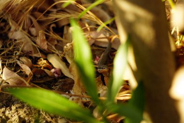Küçük kertenkele başarıyla çim içinde gizler.