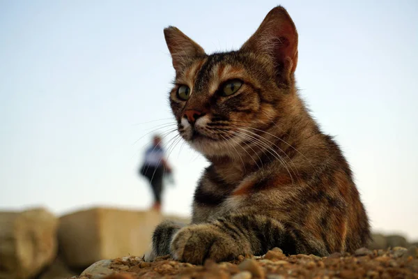 Bezdomny Pasiasty Szary Kot Kamieniach Zbliżenie Tle Niebieskiego Jasnego Nieba — Zdjęcie stockowe