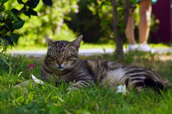 Szary Pasiasty Bezdomny Kot Leżący Zielonej Trawy Zbliżenie Portret Tabby — Zdjęcie stockowe