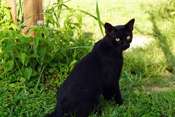 Chat Noir Errant Aux Yeux Verts Est Assis Sur Herbe — Photo