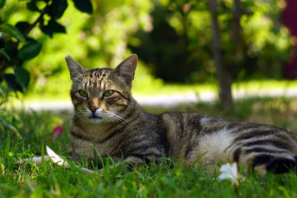 Grey Striped Homeless Cat Lying Green Grass Close Portrait Tabby — Stock Photo, Image