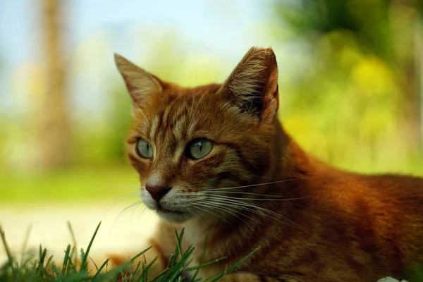 Chat Sans Abri Rayé Rouge Couché Sur Herbe Verte Gros — Photo