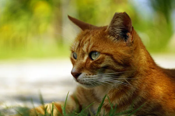 Czerwone Paski Bezdomny Kot Leżący Zielonej Trawy Zbliżenie Portret Kota — Zdjęcie stockowe