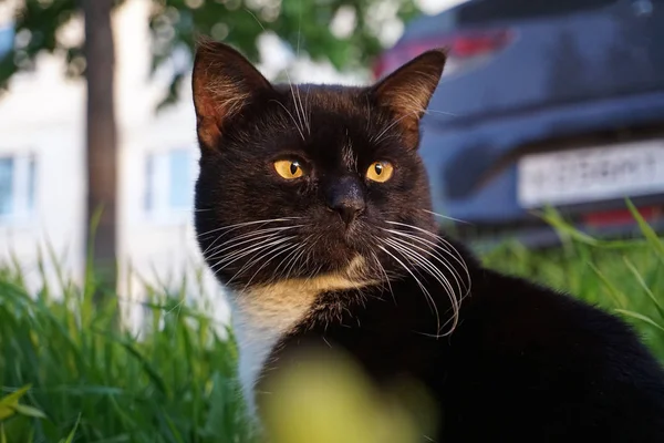 Hermoso Gato Negro Con Bigote Blanco Pecho Blanco Sobre Fondo — Foto de Stock