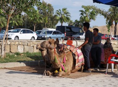Taraf / Türkiye - 16 Ekim 2019: Develer kumda uzanıyor ve binicileri bekliyor. Türkiye 'de aktif tatil. Türkiye 'de unutulmaz bir tatil. 