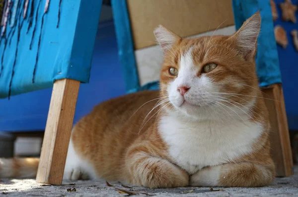 Mignon Chat Rouge Moelleux Avec Des Seins Blancs Est Couché — Photo