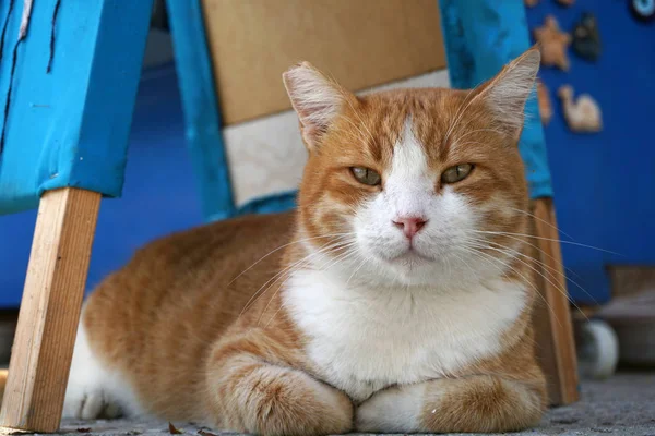 Mignon Chat Rouge Moelleux Avec Des Seins Blancs Est Couché — Photo