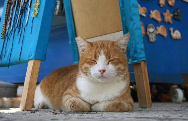 Mignon Chat Rouge Moelleux Avec Des Seins Blancs Est Couché — Photo