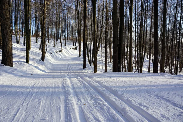 Υπέροχο Χειμερινό Τοπίο Χειμερινό Χιονισμένο Δάσος Μια Κρύα Ηλιόλουστη Μέρα — Φωτογραφία Αρχείου