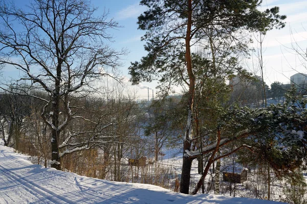 Υπέροχο Χειμερινό Τοπίο Χειμερινό Χιονισμένο Δάσος Μια Κρύα Ηλιόλουστη Μέρα — Φωτογραφία Αρχείου