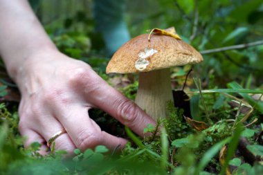 Kızın eli koparmak için taze bir mantara uzanıyor.. 