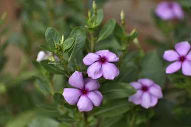 Catharanthus roseus, commonly known as the Madagascar periwinkle clipart