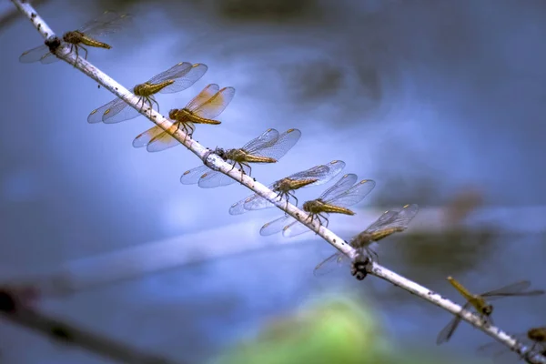 Beleza na natureza — Fotografia de Stock