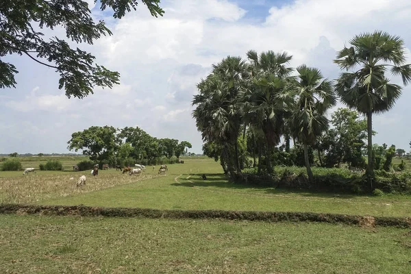 Un beau village avec terres agricoles, arbres et prairies — Photo