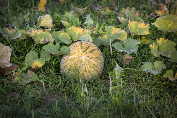 Citrouille, la plante de la famille du sol qui produit le potiron — Photo