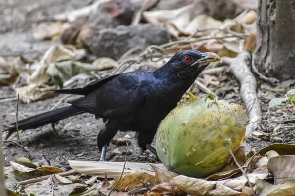 Asya Koel. Eudynamys scolopaceus, aday ırk, guguk kuşu