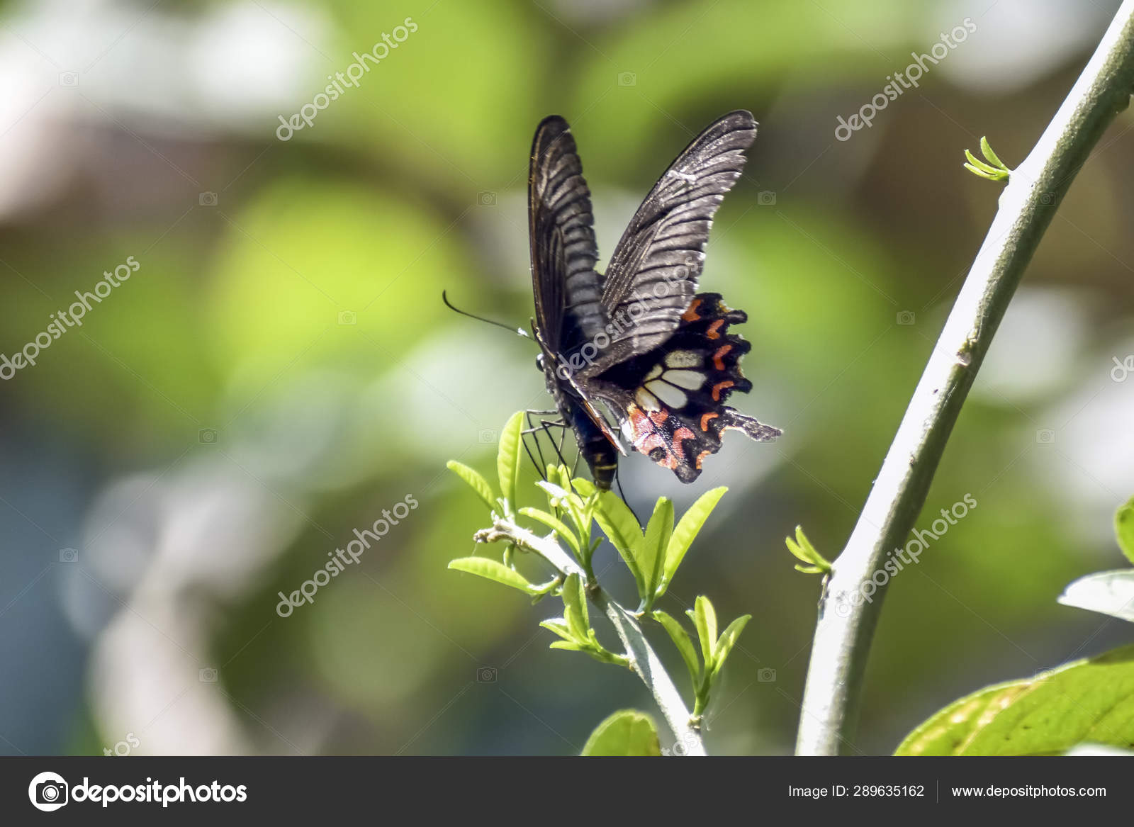 Papillons à Queue Dhirondelle De Tigre Oriental Papillons