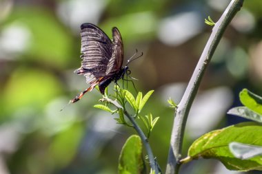 Doğu Kaplan Kırlangıç Kuyruk Kelebekler, Siyah Kelebekler, Swallo
