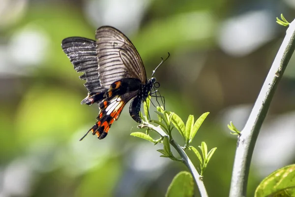 Eastern Tiger Swallowtail Butterflies, Black Butterflies, Swallo — Stock Photo, Image