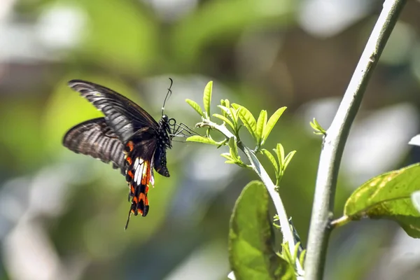 Tigre Orientale Coda Rondine Farfalle, Farfalle Nere, Swallo — Foto Stock