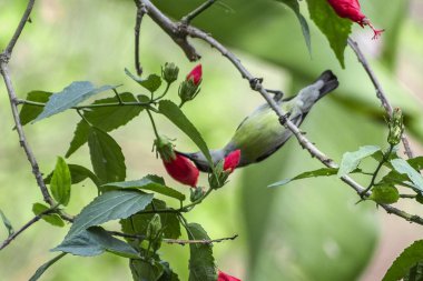 Bir kadın Doğu spinebill beslenme, Doğu spinebill (honeyeaters)