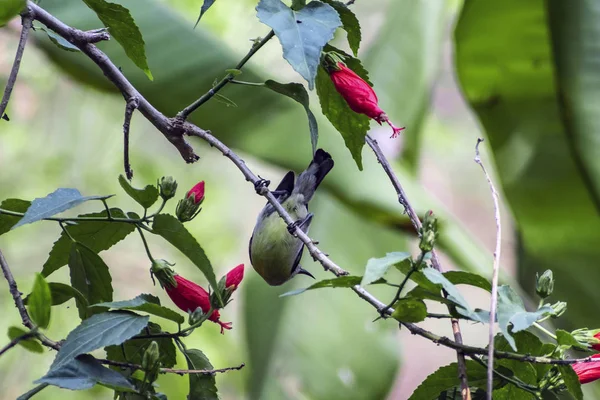 Bir kadın Doğu spinebill beslenme, Doğu spinebill (honeyeaters)
