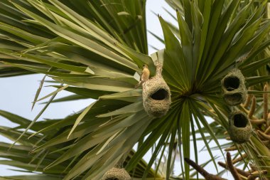 Bir palmiye ağacından asılı bir baya dokumacı koloniyuvaları, Hindistan
