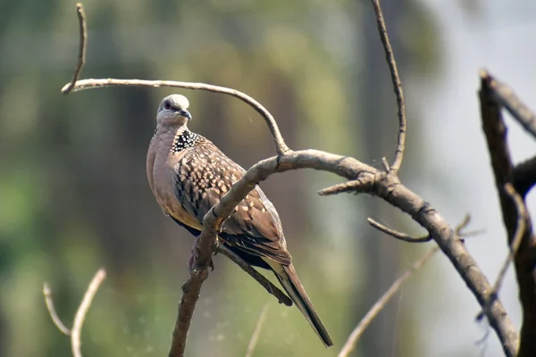 Image of oriental turtle dove, rufous turtle dove, Streptopelia