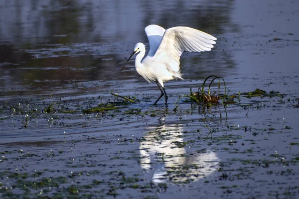 Egretta grazetta est une espèce d'amphibiens de la famille des Ardeidae. . — Photo