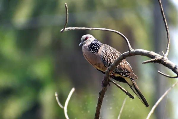 Image of oriental turtle dove, rufous turtle dove, Streptopelia