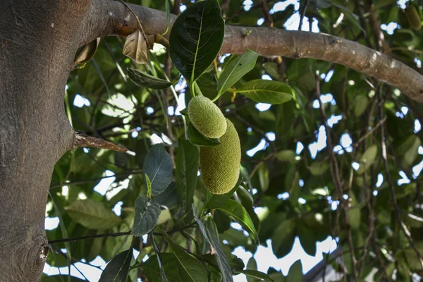 Beleza da Natureza — Fotografia de Stock