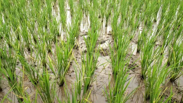 Rice field,Landscape — Stock Photo, Image