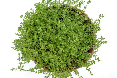 Bacopa monnieri görüntü, beyaz bir arka plan üzerinde sürünen bitki.