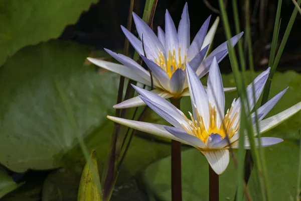 Hindistan'ın bir köy gölet üzerinde yeşil yaprakları ile birlikte genellikle nilüfer denilen Nymphaeaceae çiçek Görüntü