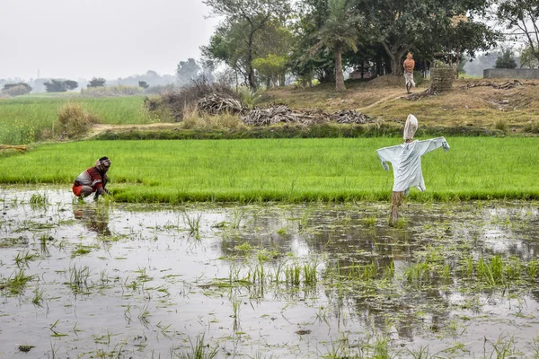 Индийский фермер работает на рисовом поле Западной Бенгалии, пересаживая рисовый завод в поле — стоковое фото