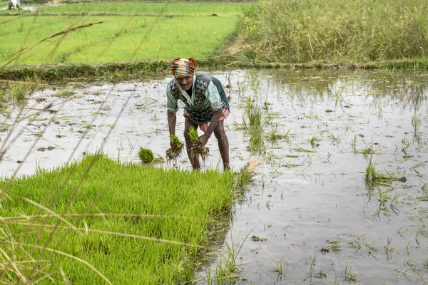 Індійський фермер працює в західному Бенгальській області, пересаджування рису заводу в області — стокове фото