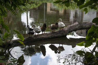Ördekler gölde yatan ölü bir ağacın üzerinde yatıyorlar.