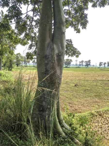 Дерево у формі жіночого тіла який робить йогу — стокове фото