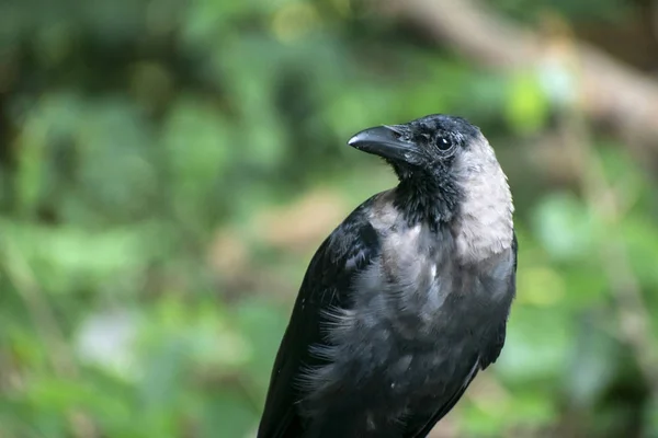 Close-up portrait of a raven bird isolated on blurred background — Stock Photo, Image