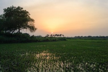 Güneşin ufukta battığı engin çölde batan güneşin son yumuşak ve kırmızı parıltısının dünyaya yayıldığı harika bir görüntü.
