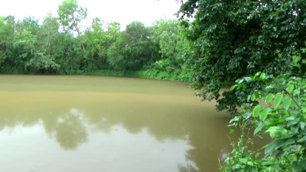 Nagranie Wideo Pięknych Wiejskich Indii Gdzie Cień Drzewa Spadł Wody — Wideo stockowe