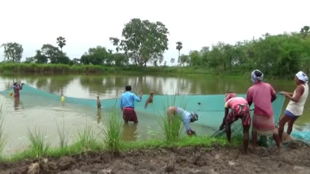 Vidéo Lac Pauvre Pêcheur Pêche Avec Filet Mode Vie Des — Video