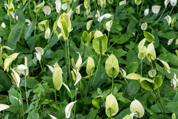 Spatthiphyllum cochlearispathum, Spathiphyllum familyasından bir bitki türüdür. Güney Meksika 'ya özgüdür ve genellikle bir ev bitkisi olarak yetiştirilir.