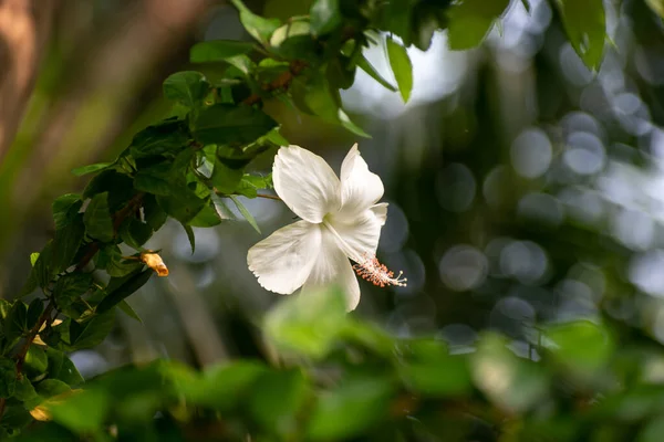 Yeşil bulanık arkaplanda izole edilmiş güzel bir Hibiscus (dezavantaj) resmi. Ayrıca yaygın olarak gül gülü, hardy hibiscus, Sharon gülü ve tropikal amber çiçeği olarak da bilinir.