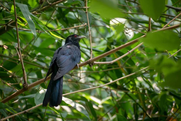 Samiec Azjatycki Cuckoo Ptaszek Eudynamys Scolopaceus Spoczywa Gałęzi Bambusowego Drzewa — Zdjęcie stockowe