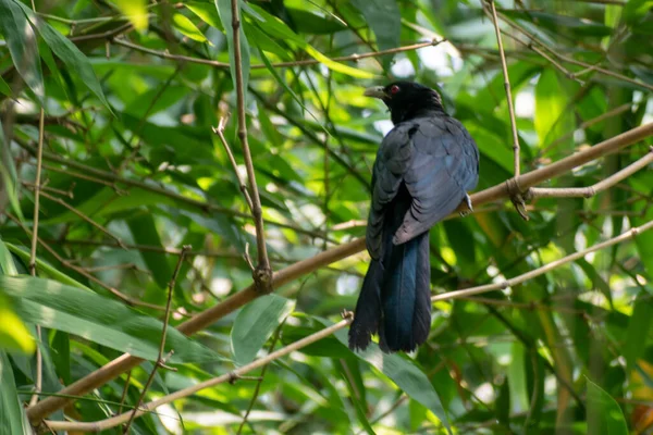 Pássaro Asiático Macho Eudynamys Scolopaceus Descansando Ramo Uma Árvore Bambu — Fotografia de Stock