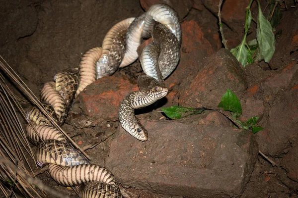 Dos Serpientes Rata Indias Están Apareando Lugar Abandonado Noche Oscura Imagen De Stock