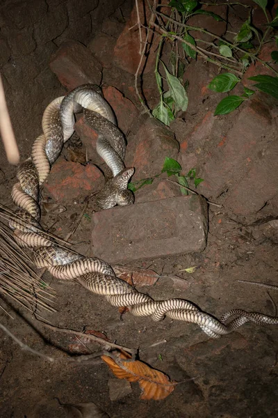 Two Indian Rat Snakes Mating Abandoned Place Dark Night Indian Royalty Free Stock Images